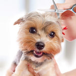 MAYCREATE Professional Hair Cutting Barber Scissors Kit - 6.7 Inch Hairdressing Scissors with 3 Combs, Haircut Cloak and Hair Clips Hairdresser for Men and Women ( 9Pcs)